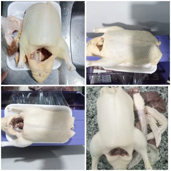 بط بلدي من طيور دمياط