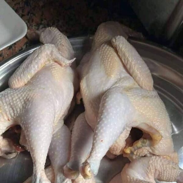 فراخ شامورت من طيور دمياط