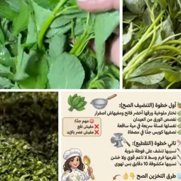 ملوخيه مخروطه نص كيلو